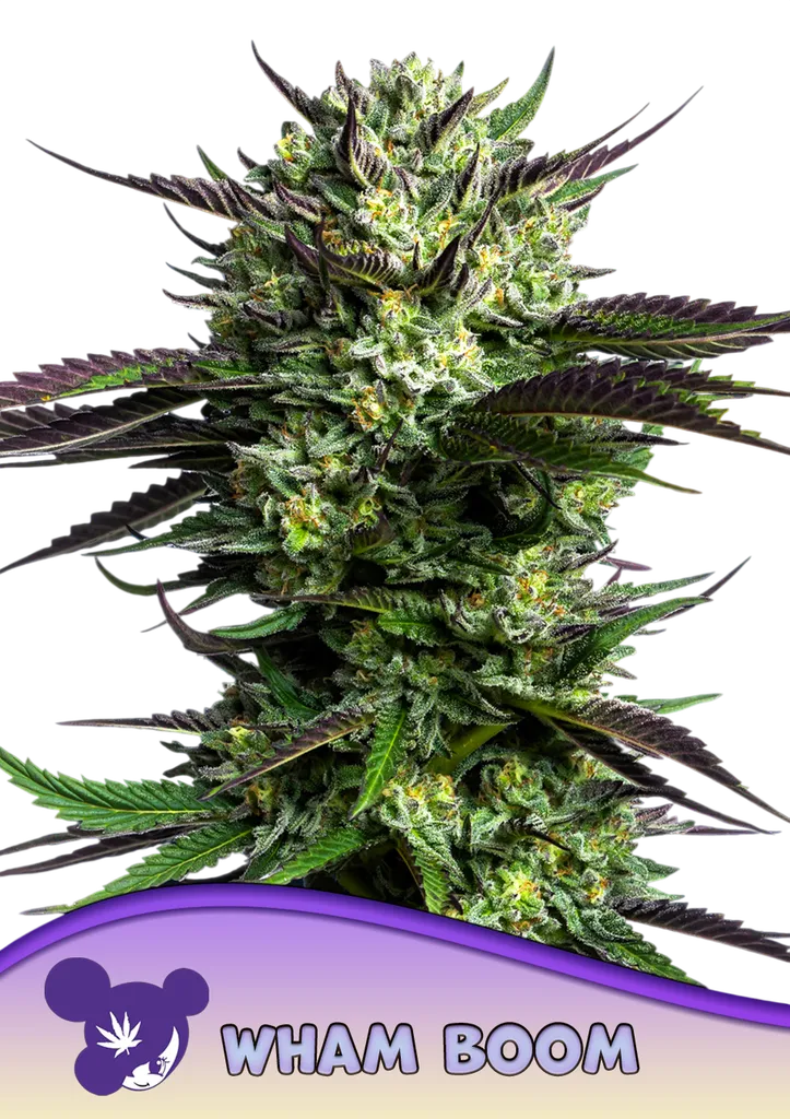 WHAM BOOM | PHOTOFEM | Anesia Seeds