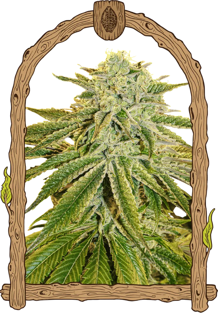 White Banana Auto | AUTOFEM | Exotic Seed