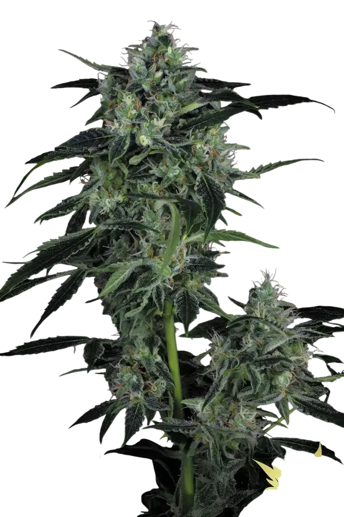Whiteberry Auto | AUTOFEM | Paradise Seeds