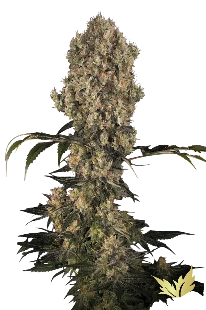 White Berry – Produktansicht