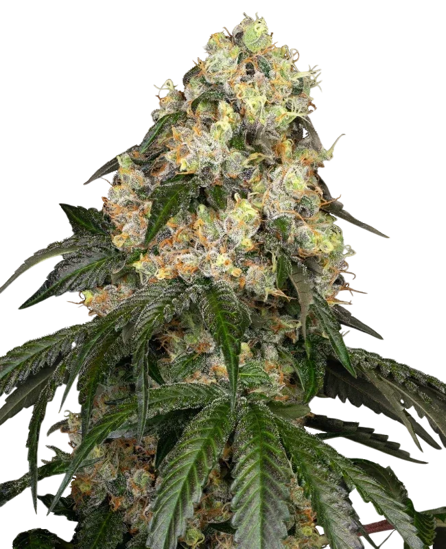 White Biscotti OG XXL – Produktansicht