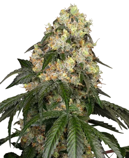 White Biscotti OG XXL