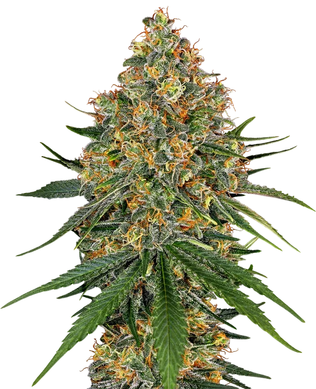 White Cheese – Produktansicht