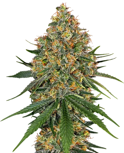 White Cheese