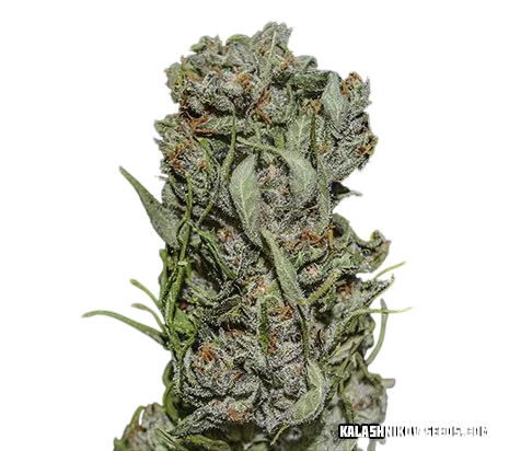 White Critical Express – Produktansicht