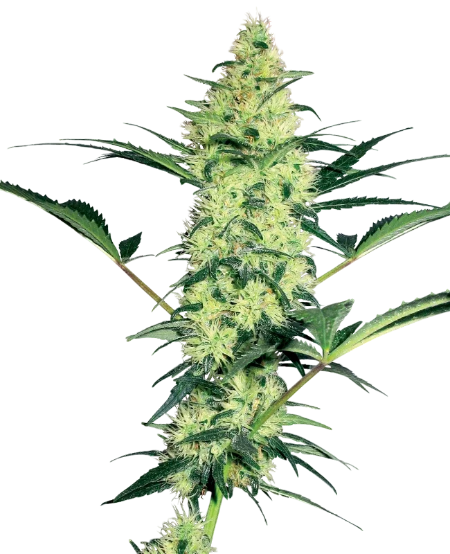 White Diesel – Produktansicht