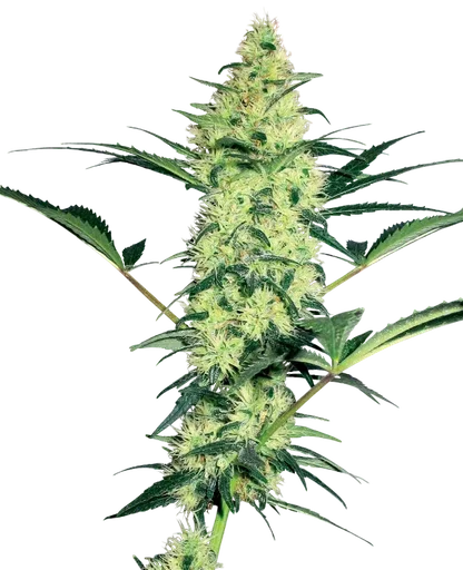 White Diesel