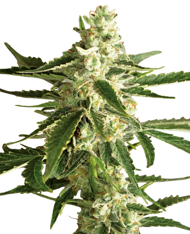 White Diesel Haze Auto – Produktansicht
