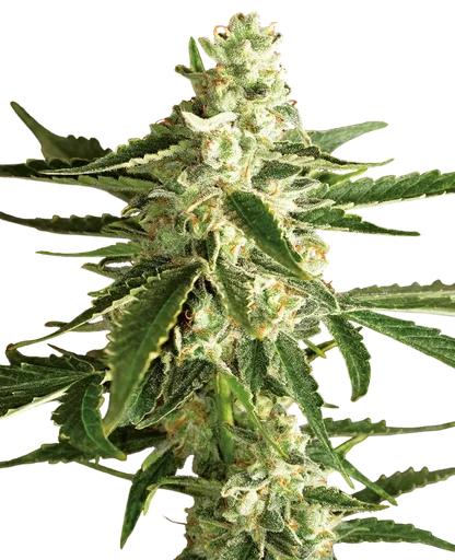 White Diesel Haze Auto