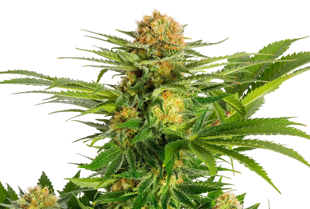 White Domina – Produktansicht