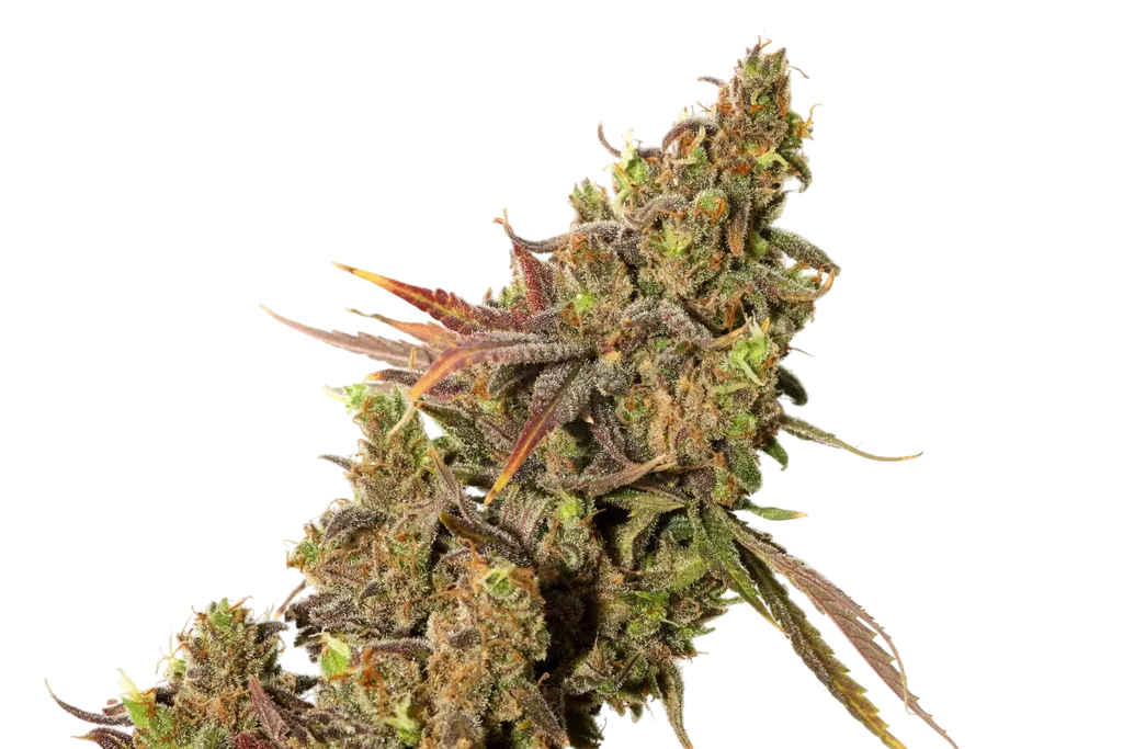 White Gold – Produktansicht