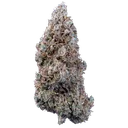 Bubbasquanch Auto | AUTOFEM | Mephisto Genetics