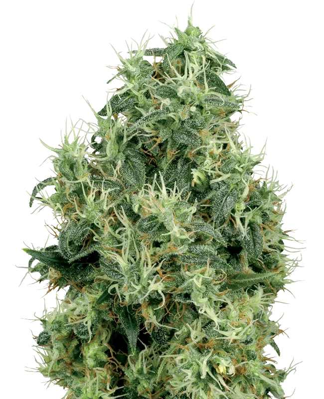 White Gold – Produktansicht