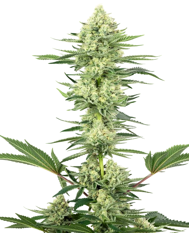 White Gorilla Haze – Produktansicht