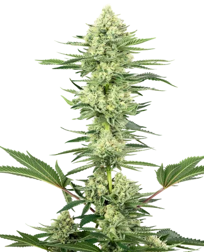 White Gorilla Haze