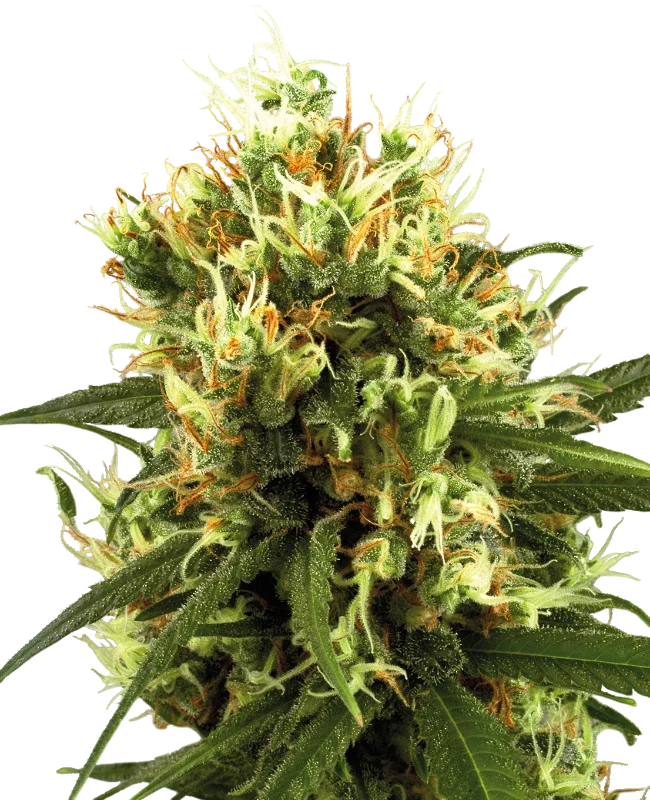 White Haze Auto – Produktansicht