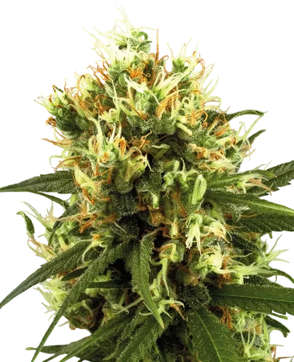 White Haze Auto