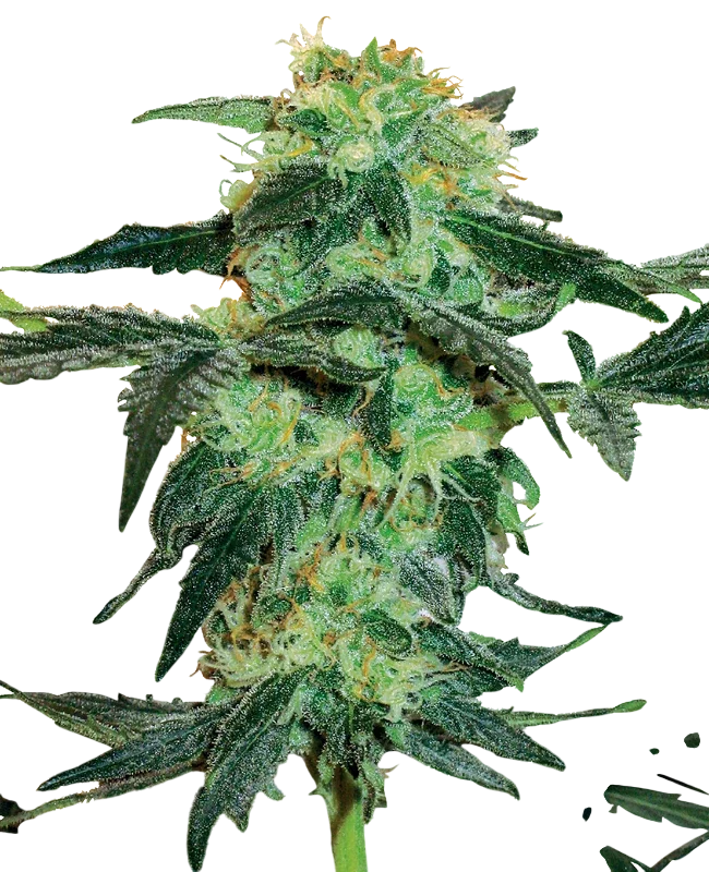 White Ice – Produktansicht