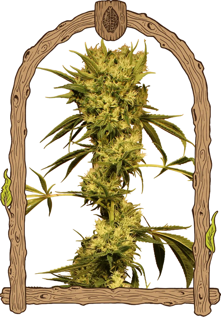White Jewel | PHOTOREG | Exotic Seed