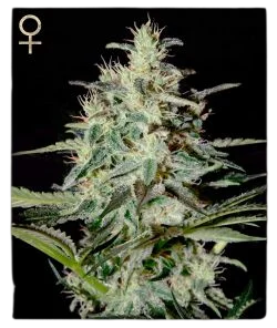 White Lemon – Produktansicht
