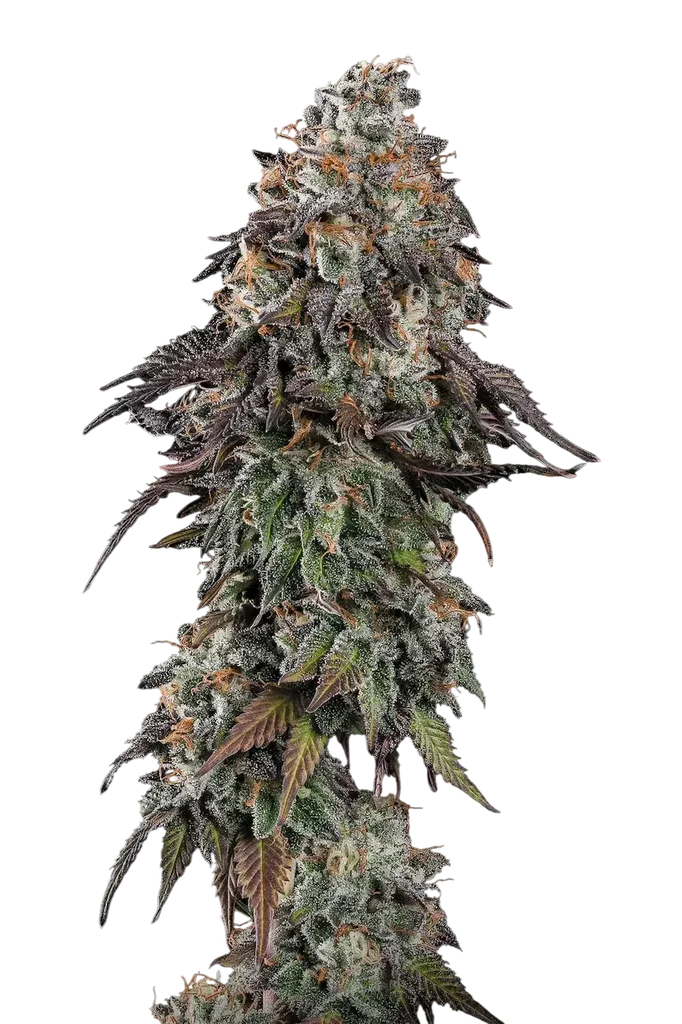 White Noise | PHOTOFEM | Paradise Seeds