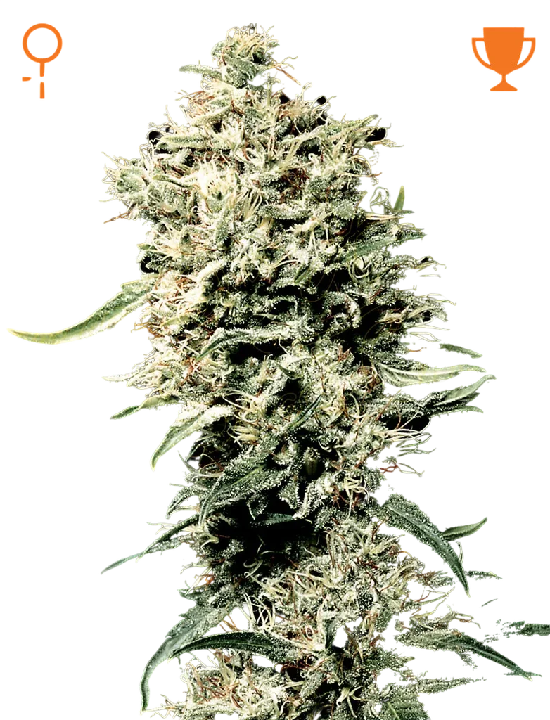 White Rhino – Produktansicht