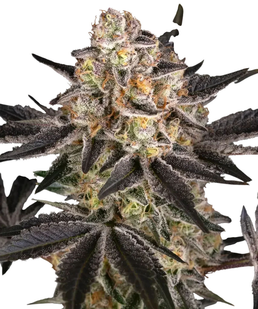 White Runtz – Produktansicht