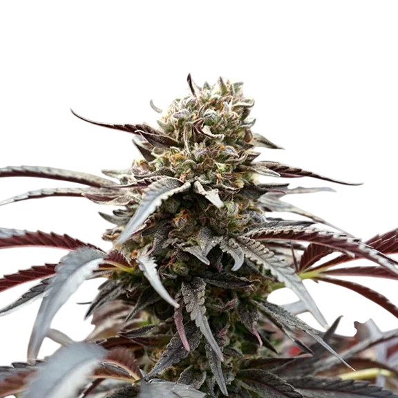White Runtz FAST – Produktansicht