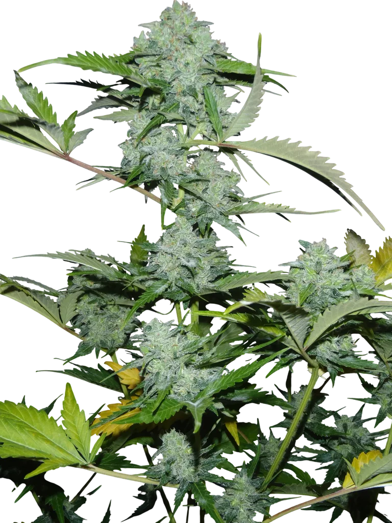 White Russian Auto – Produktansicht