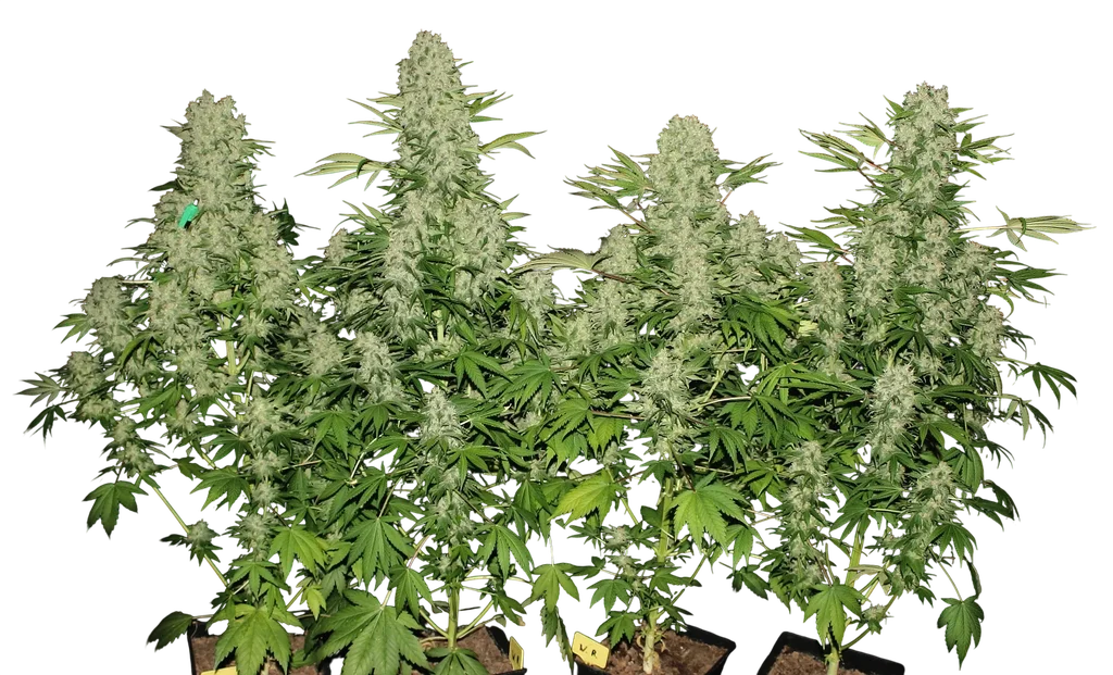 White Russian – Produktansicht
