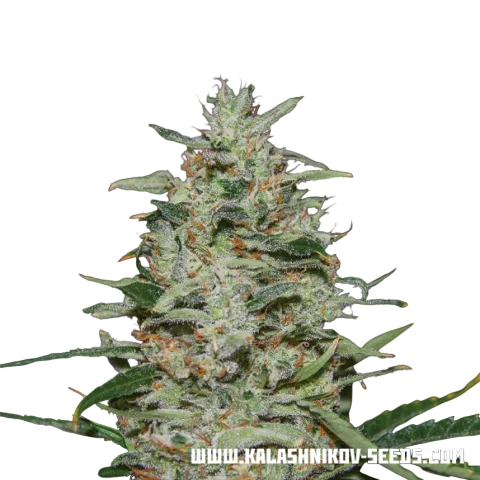 White Russian OG – Produktansicht