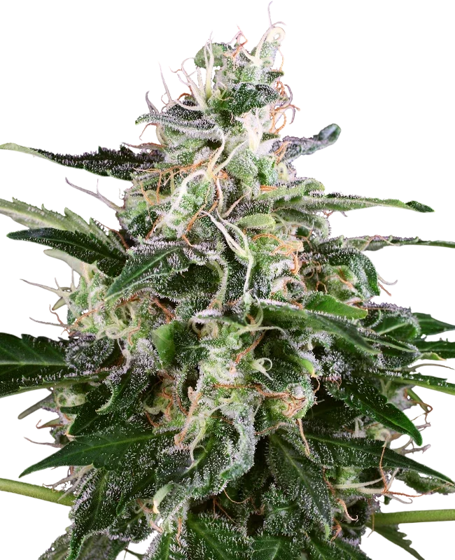 White Skunk Auto – Produktansicht