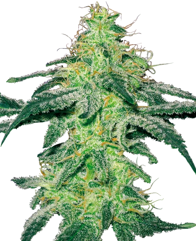 White Skunk – Produktansicht