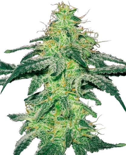 White Skunk