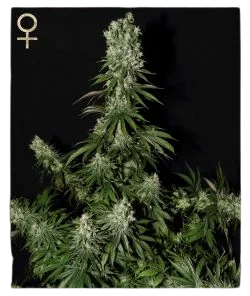 White Strawberry Skunk – Produktansicht