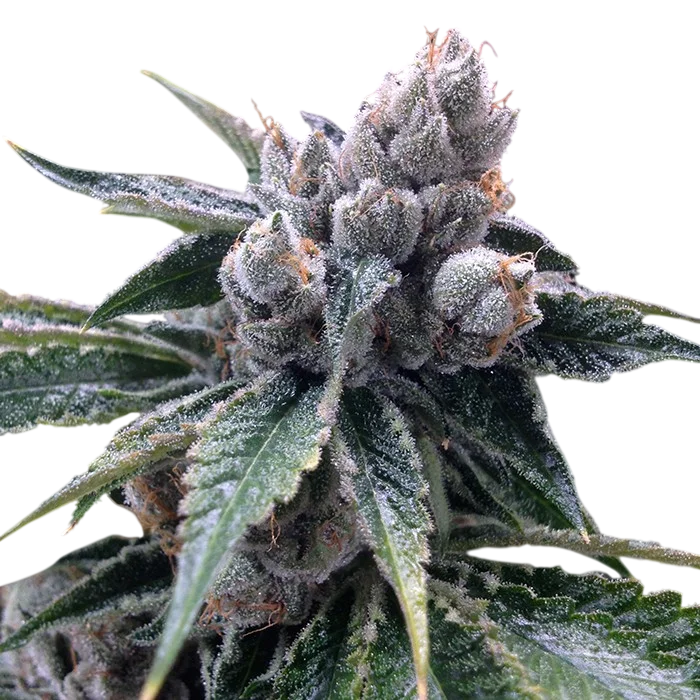 White Walker Kush | PHOTOFEM | DNA Genetics