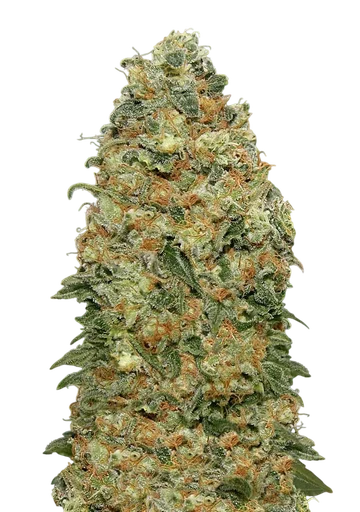 White Widow