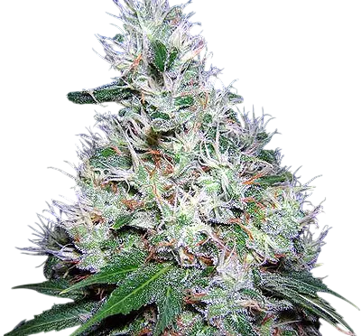 Bubble Gum | PHOTOREG | Serious Seeds