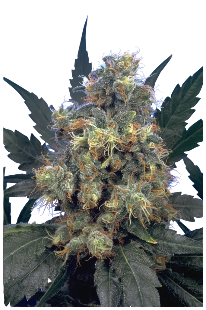 Bubble Gum | PHOTOREG | Serious Seeds