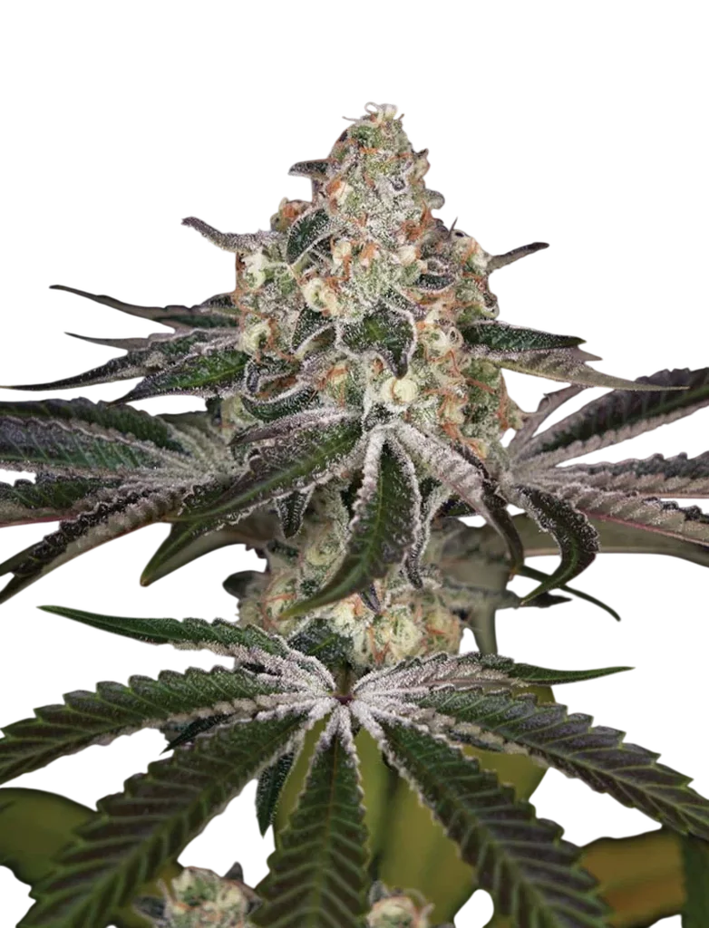 White Widow – Produktansicht