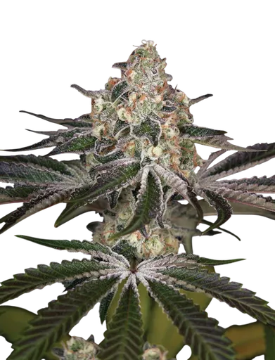 White Widow