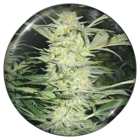 White Widow – Produktansicht