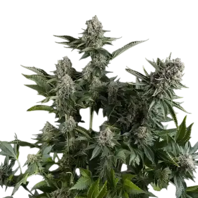 White Widow | PHOTOFEM | Pyramid Seeds