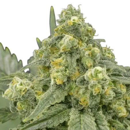 White Widow | PHOTOFEM | Silent Seeds