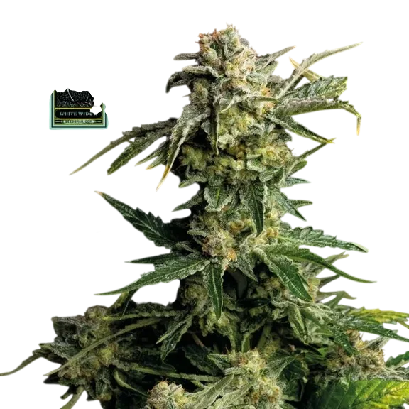 White Widow – Produktansicht