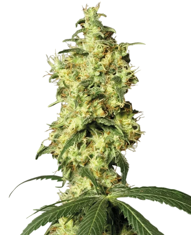 White Widow Auto – Produktansicht