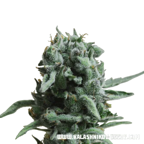 White Widow 47 – Produktansicht