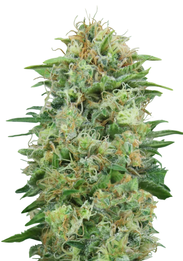 White Widow CBD – Produktansicht