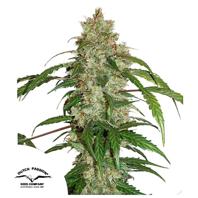 White Widow CBD Auto – Produktansicht