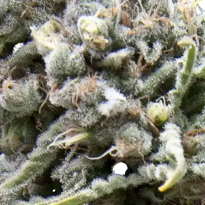 White Widow CBD Auto | AUTOFEM | Pyramid Seeds